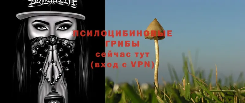 Псилоцибиновые грибы Magic Shrooms  сколько стоит  Зея 